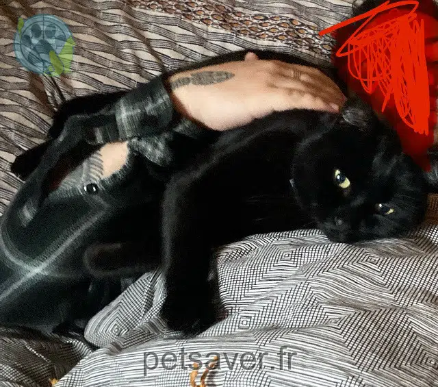 chat reunited 22300 Lannion Zoro