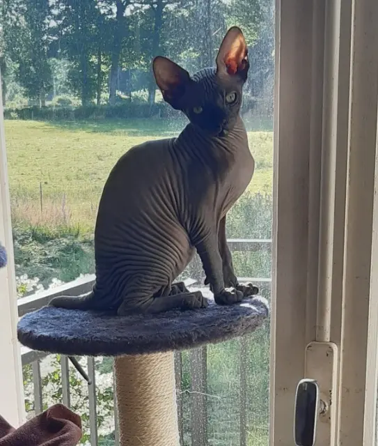 chat reunited   23700 Dontreix Arrow