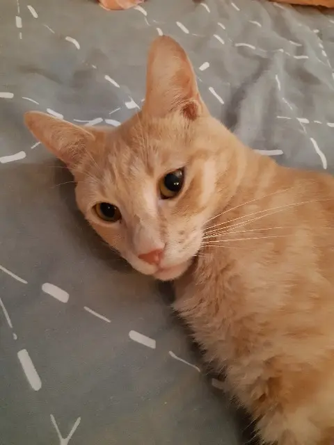 chat reunited   23170 Chambon-sur-Voueize SIMBA