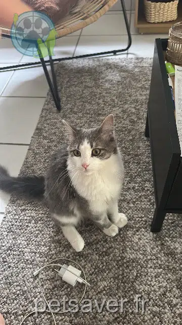 chat reunited   24390 Hautefort Arcan