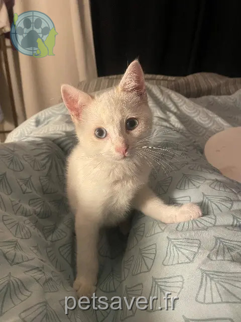 chat reunited   24240 Ribagnac Chamallow