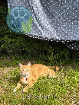 Chat Perdu 24 Dordogne - Dovahkiin Chat Perdu 24 Dordogne - Dovahkiin