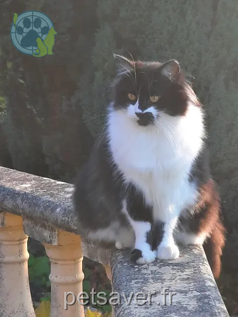 cat reunited 24120 Terrasson-Lavilledieu Gary