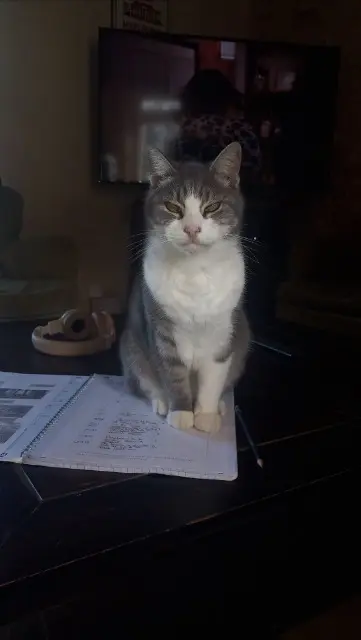 chat reunited   24560 Faux-en-Périgord Gasper