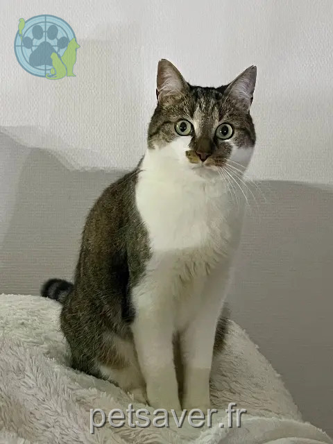 chat reunited 24000 Périgueux Manioc