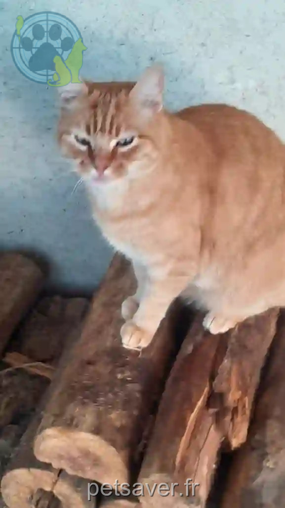 Chat Trouvé 24 Dordogne - Minet Chat Trouvé 24 Dordogne - Minet