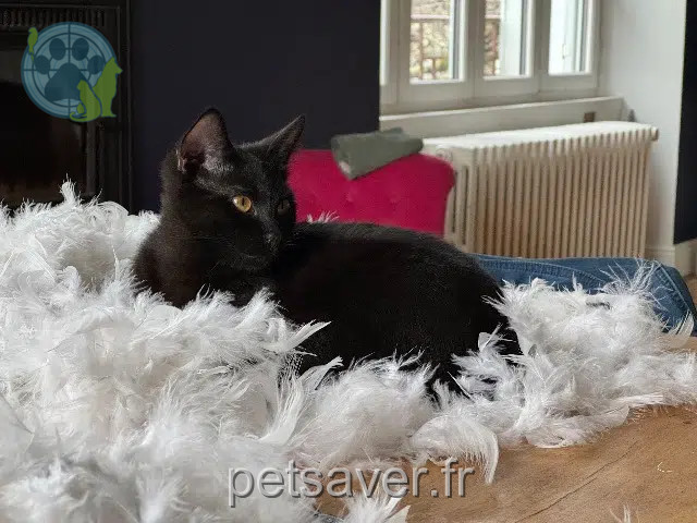 chat reunited 24120 Terrasson-Lavilledieu Orion