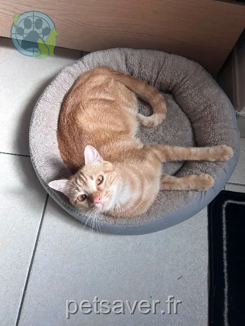 chat reunited    Sorges et Ligueux en Périgord Tigrou
