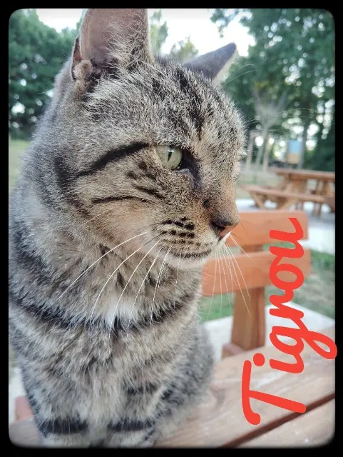 chat reunited   24660 Coulounieix-Chamiers Tigrou