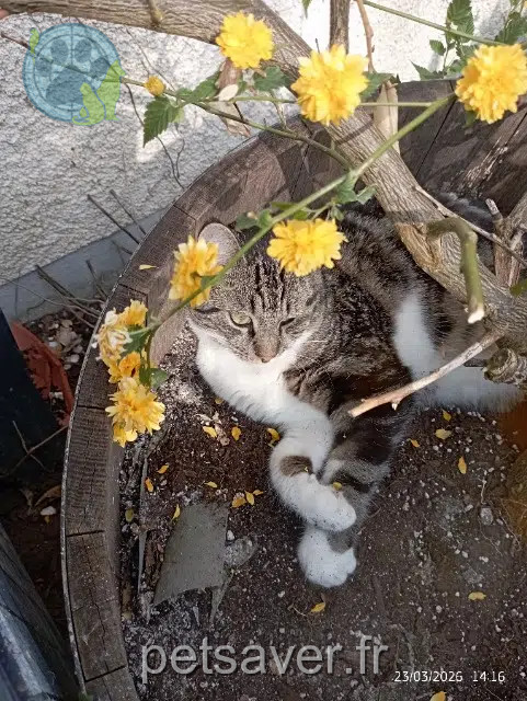 chat reunited   24600 Ribérac Tigrou