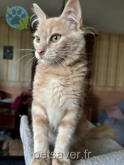 chat reunited   24100 Bergerac Tintin