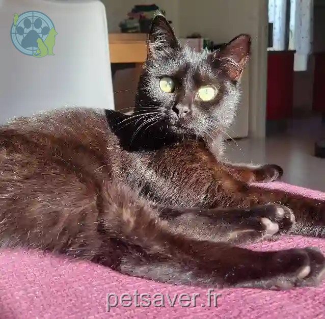 Chat Trouvé 24 Dordogne - Tyrex Chat Trouvé 24 Dordogne - Tyrex