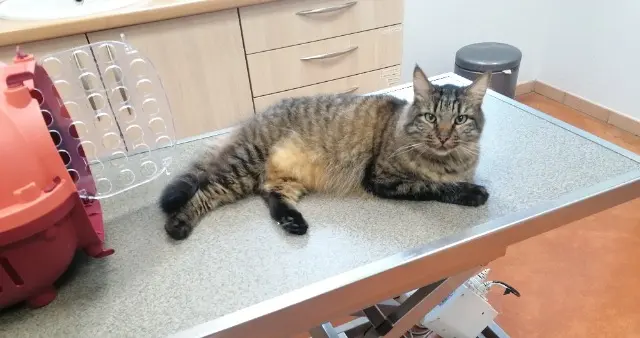 chat reunited   25800 Valdahon Aku