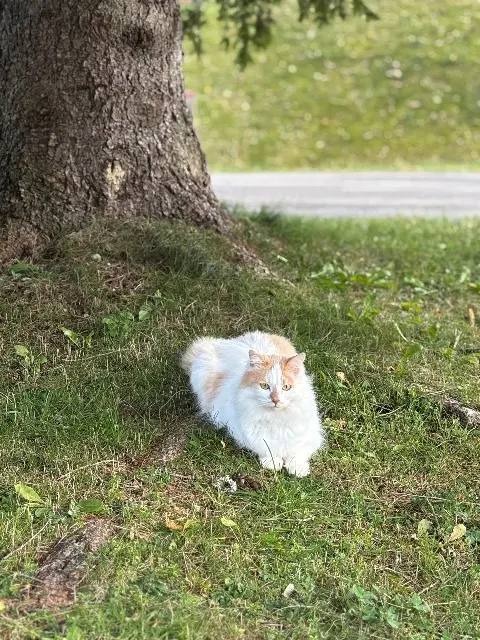 chat reunited   25370 Métabief Atlas