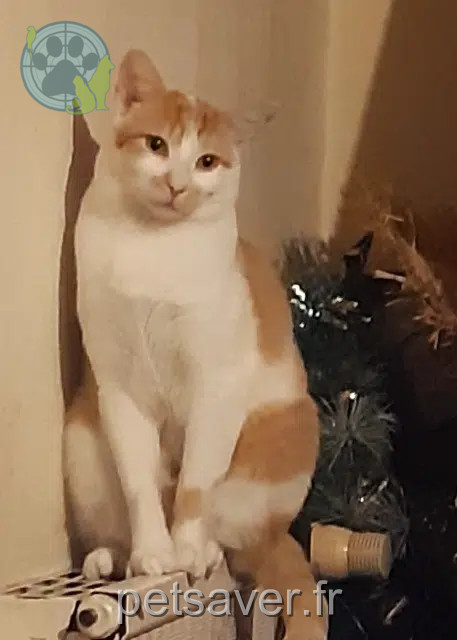 chat reunited   25000 Besançon Matou