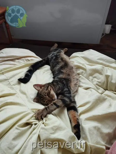 chat reunited 25000 Besançon Minet