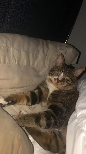 chat reunited   25000 Besançon Minou