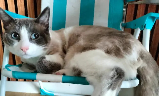 chat reunited   25000 Besançon Mokka