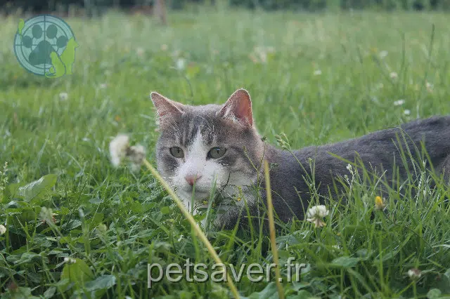 chat reunited 25000 Besançon Nestor