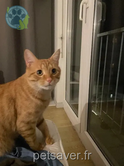 chat reunited   25000 Besançon Pascal