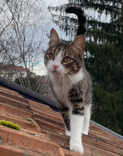 chat reunited   25000 Besançon Peter