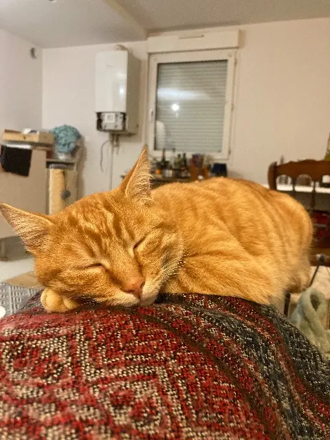 chat reunited   25000 Besançon Pirouette