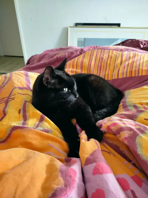chat reunited   25000 Besançon Pookie