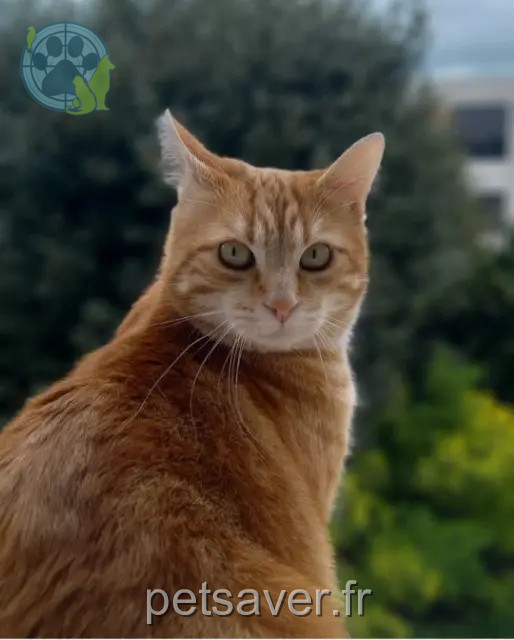 chat reunited   25000 Besançon SIMBA
