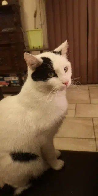 chat reunited   25000 Besançon Simchah