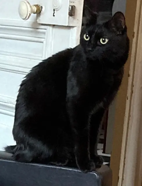 chat reunited   25000 Besançon Stitch