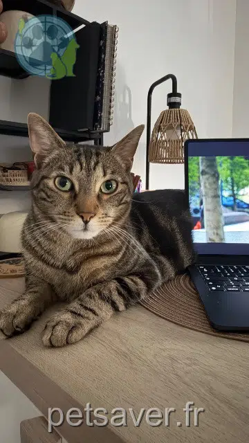 chat reunited   25000 Besançon Uzui
