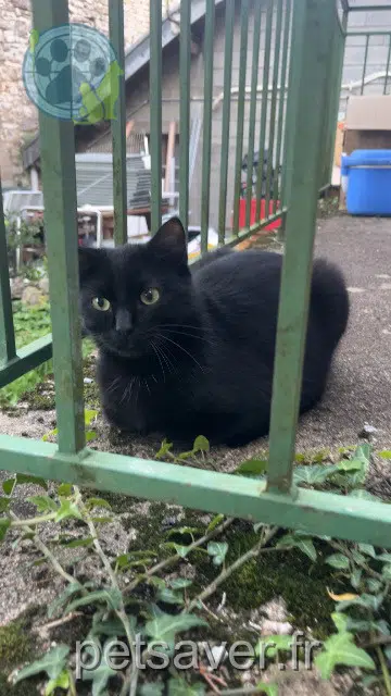 chat reunited 25000 Besançon Vini
