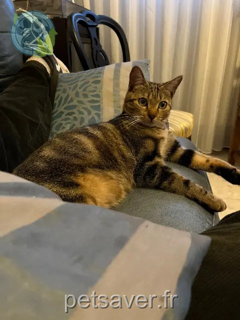 chat reunited 25000 Besançon Zio