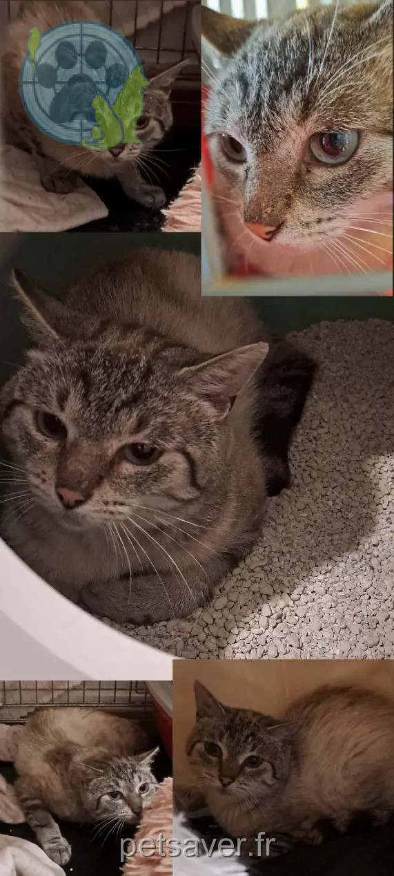 Chat Perdu 25 Doubs Besançon
