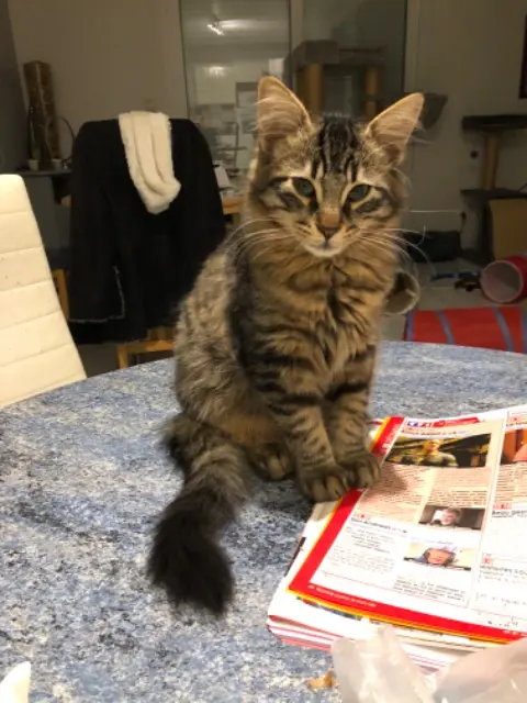 chat reunited   25870 Les Auxons Bouboule