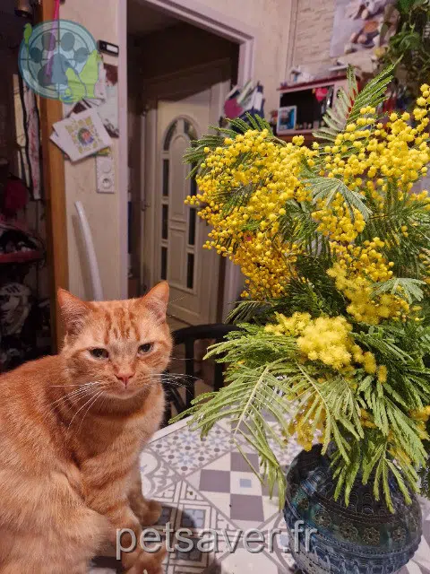 chat reunited   25420 Voujeaucourt Bouchon