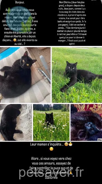 chat reunited 25160 Malbuisson Chichou