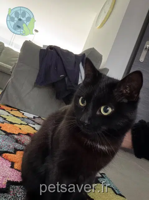 chat reunited 25200 Montbéliard Gotham