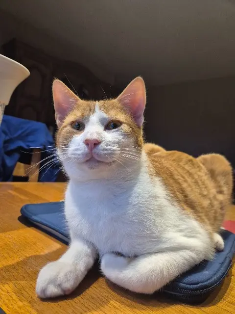 chat reunited   25580 Les Premiers Sapins Kinou