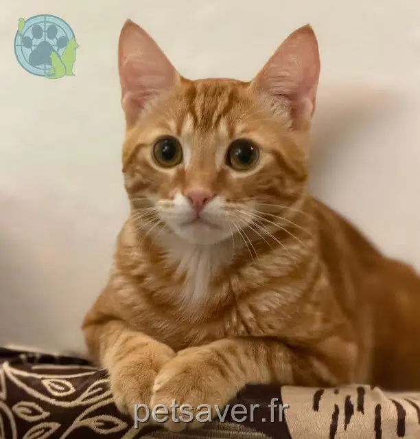 chat reunited   25200 Montbéliard Maysou