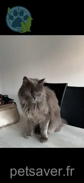 chat reunited 25360 Bouclans Milka