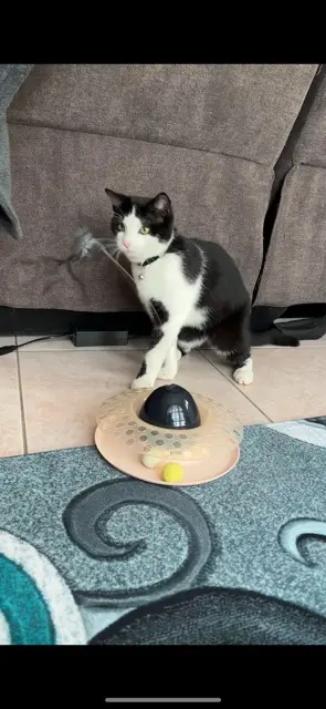 chat reunited   25390 Fournets-Luisans Mimiki