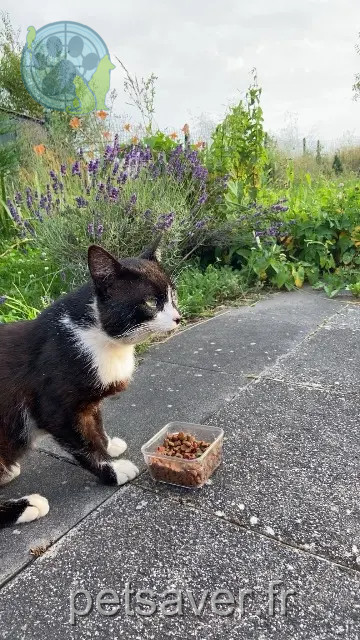 chat reunited   25600 Vieux-Charmont Mimine