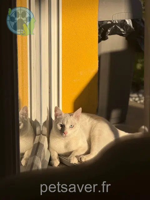 chat reunited   25700 Valentigney Minouche