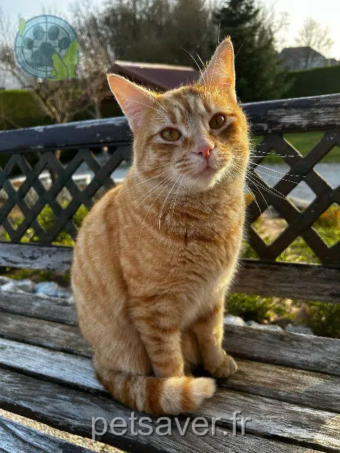 chat reunited   25320 Grandfontaine Oréo