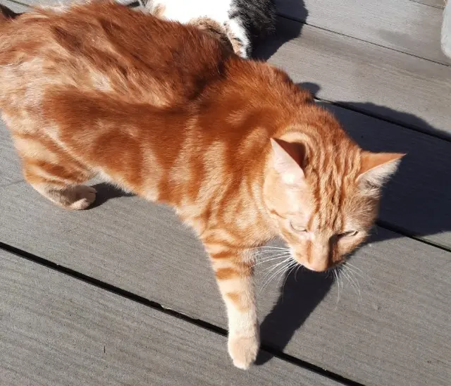 chat reunited   25190 Montécheroux Perceval