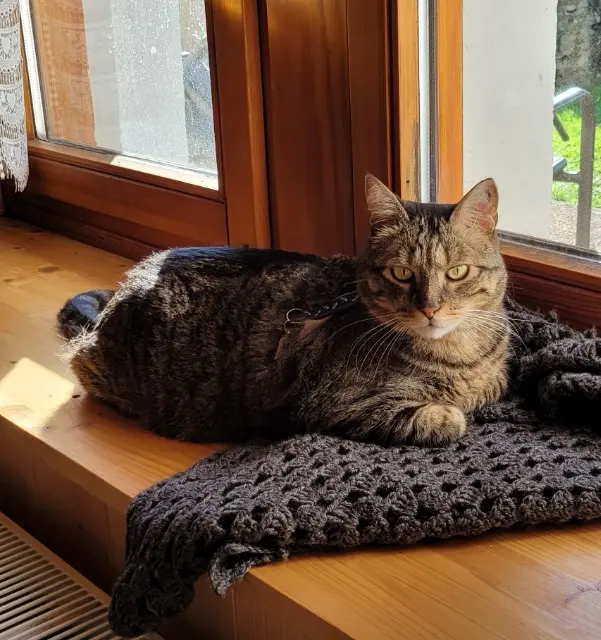 chat reunited   25300 Les Fourgs Pistache