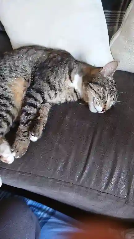 Chat Perdu 25 Doubs - Pito Chat Perdu 25 Doubs - Pito