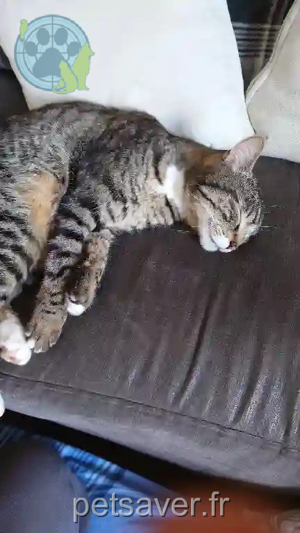 Chat Perdu 25 Doubs - Pito Chat Perdu 25 Doubs - Pito