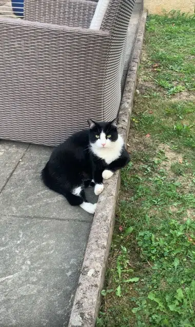 chat reunited   25410 Saint-Vit Ponpon